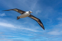 Laysan albatross
