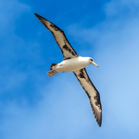 Laysan albatross