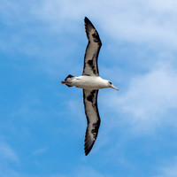 Laysan albatross