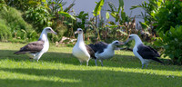 Laysan albatross