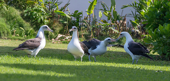 Laysan albatross