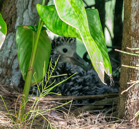 Laysan albatross