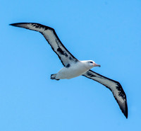Laysan albatross