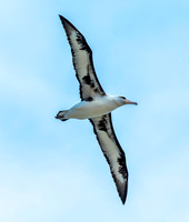 Laysan albatross