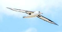 Laysan albatross