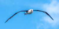 Laysan albatross