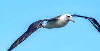 Laysan albatross