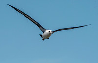 Laysan albatross