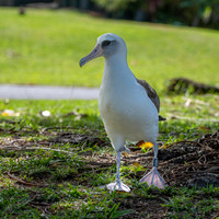 Laysan albatross