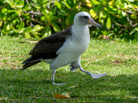 Laysan albatross