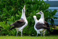 Laysan albatross