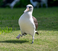 Laysan albatross