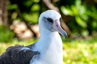 Laysan albatross
