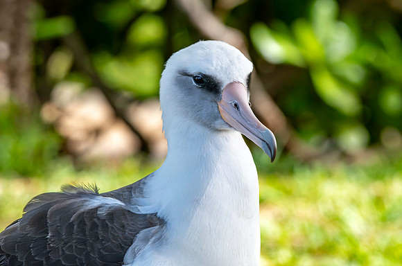 Laysan albatross