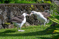 Laysan albatross