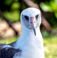 Laysan albatross