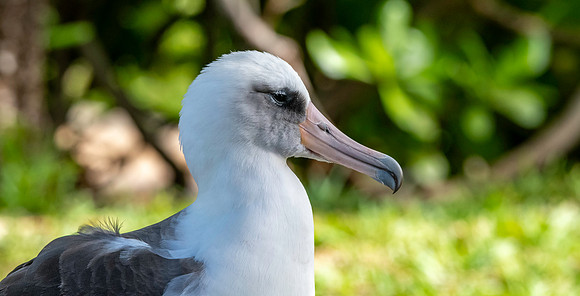 Laysan albatross