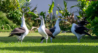 Laysan albatross
