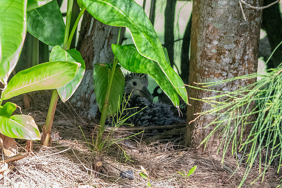Laysan albatross