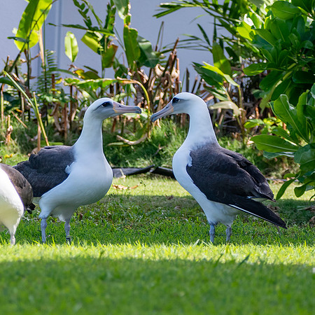 Laysan albatross