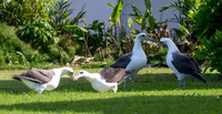 Laysan albatross