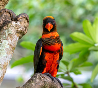 Dusky Lory