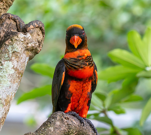 Dusky Lory