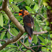 Dusky Lory