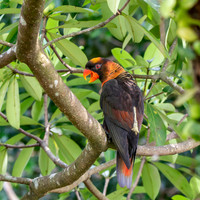 Dusky Lory
