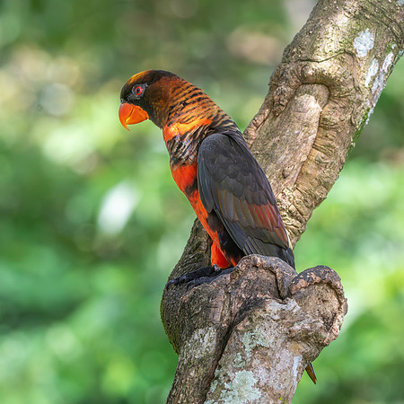 Dusky Lory