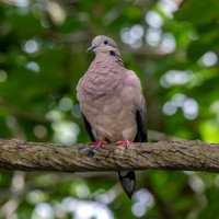 Eared Dove
