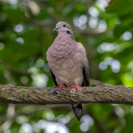 Eared Dove