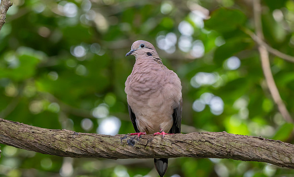 Eared Dove