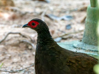Edward's Pheasant, female