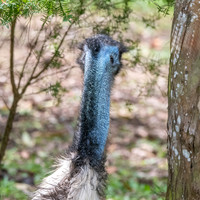 Emu