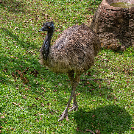 Emu
