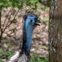 Emu