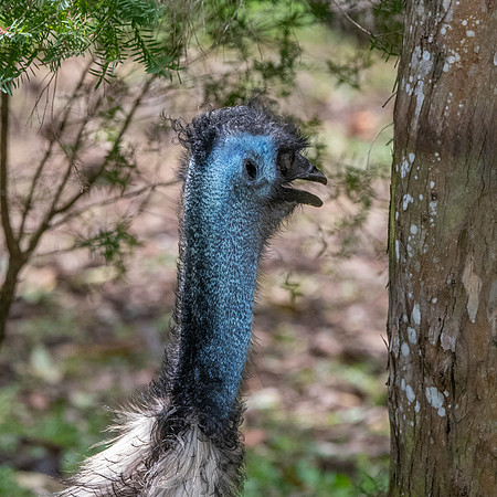Emu