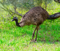Emu