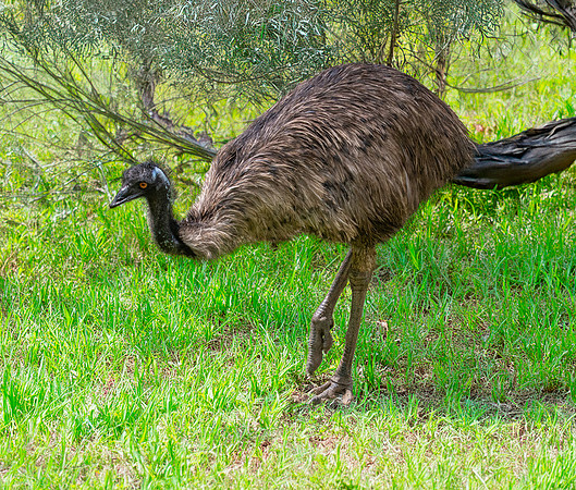 Emu