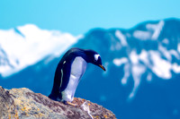 Gentoo penguin