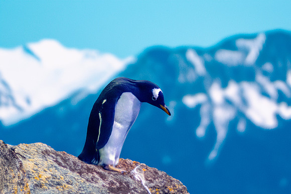 Gentoo penguin