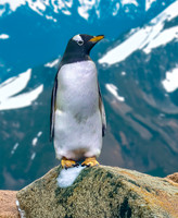 Gentoo penguin