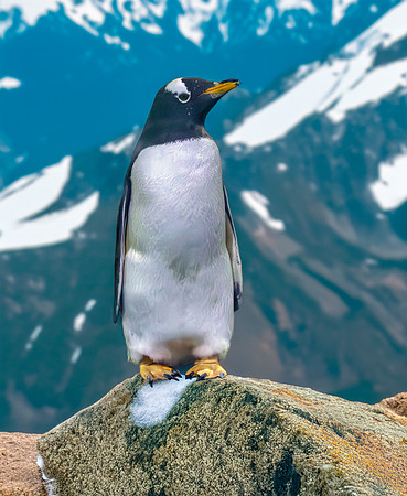 Gentoo penguin