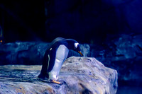 Gentoo penguin