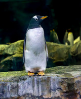 Gentoo penguin