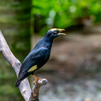 Golden crested myna