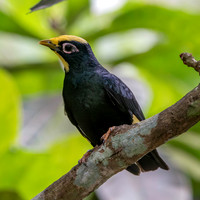 Golden crested myna