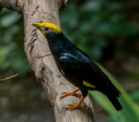 Golden crested myna