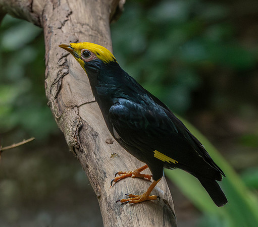 Golden crested myna